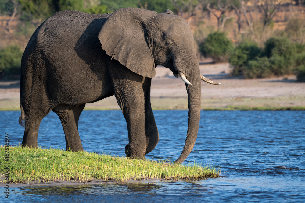 African elephant on the Chobe River at Kasane, Nambibia