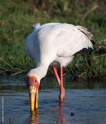 Yellow-billed stork  Mycteria ibis  on the Chobe River at Kasane  Botswana