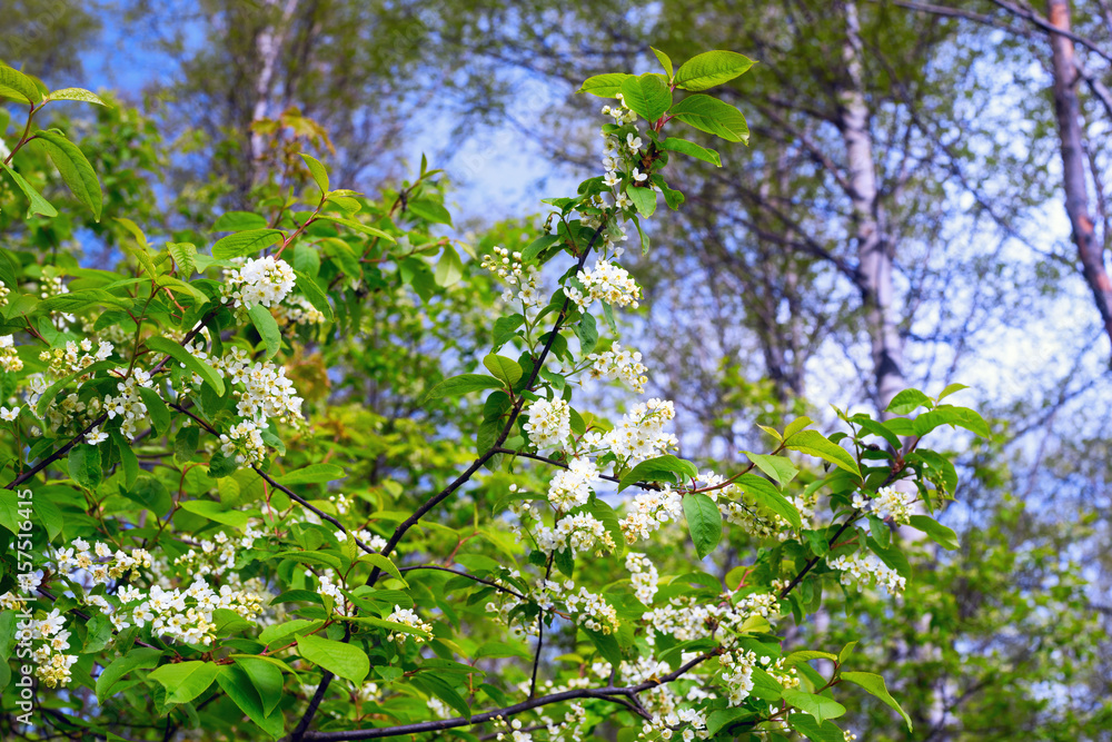 The branches of a blossoming bird cherry The branches of a blossoming bird cherry