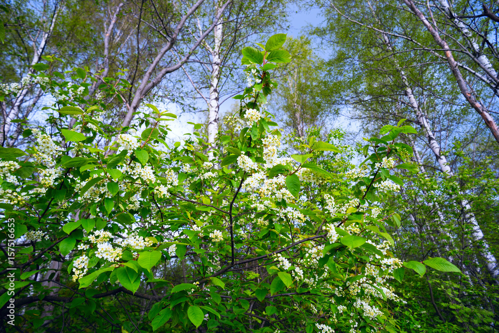 Fototapeta premium The branches of a blossoming bird cherry