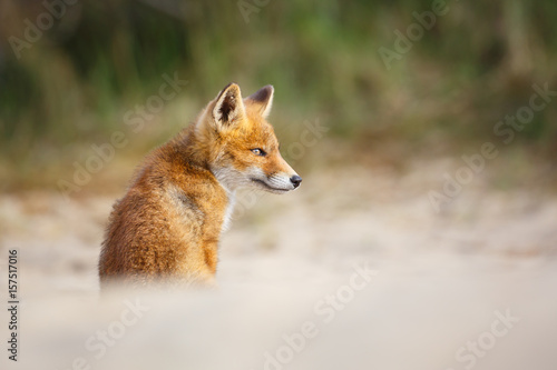 red fox cub