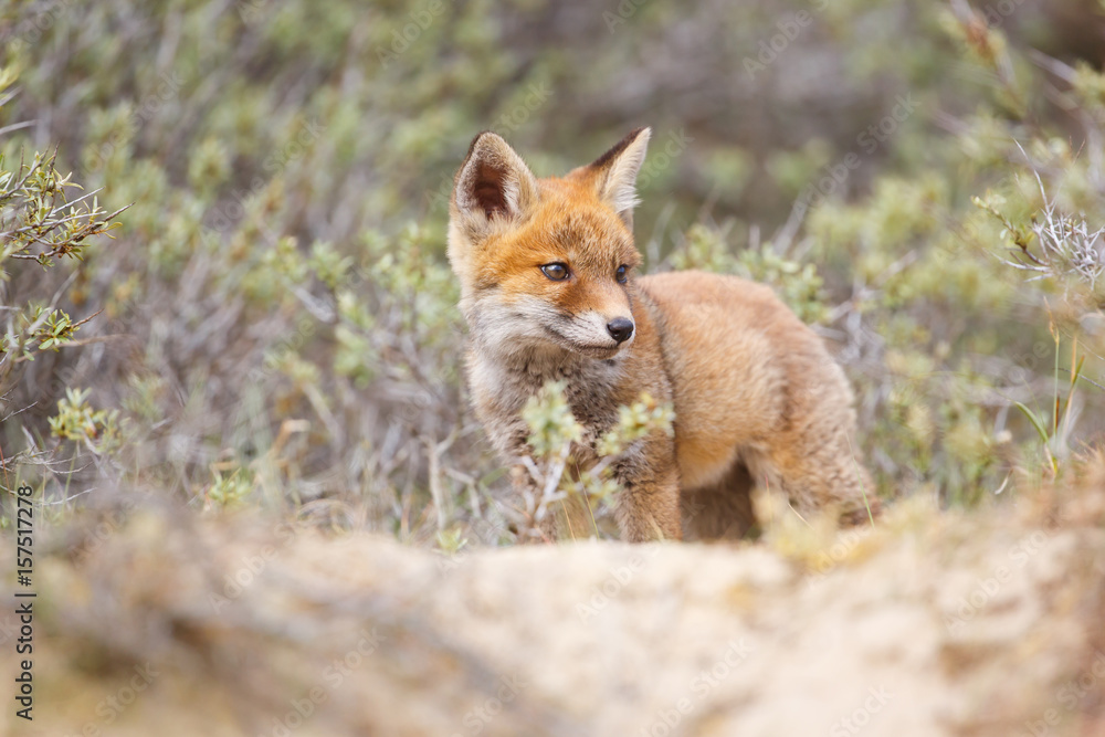 red fox cub