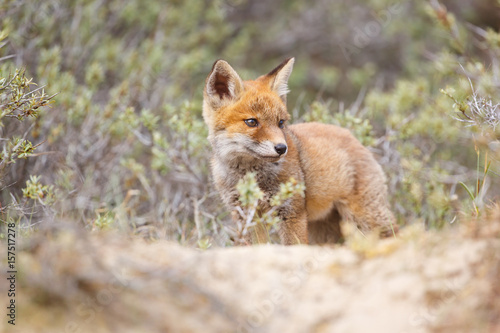 red fox cub © Pim Leijen