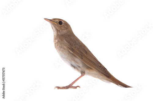 nightingale photo