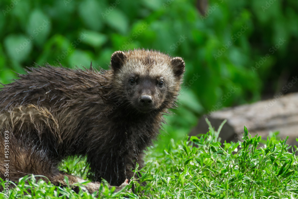 Obraz premium Wolverine (glutton, carcajou, skunk bear, Gula gula)