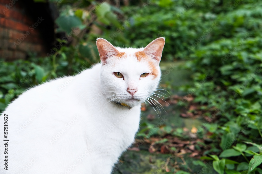 Fototapeta premium A cute cat in the garden