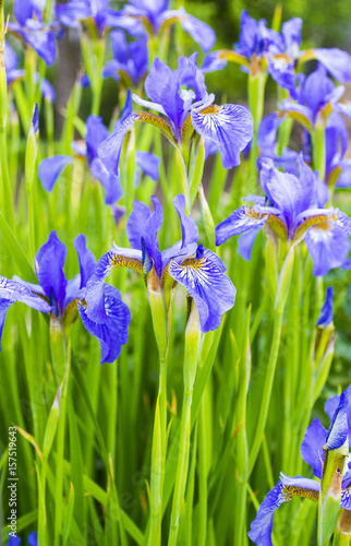 Irises. Close-up of iris flower