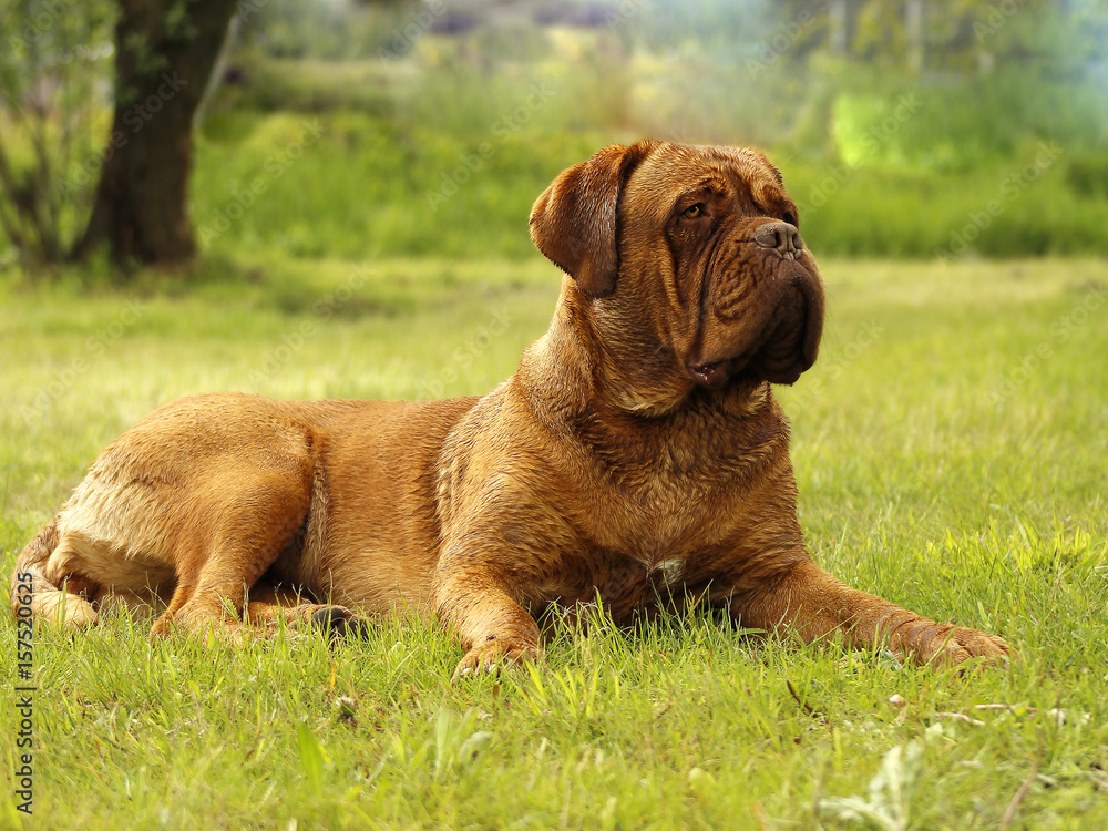 Big Dog - Bordeaux Mastiff