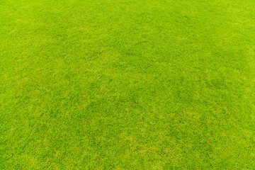 Top view of Natural green grass texture, Aerial view of park