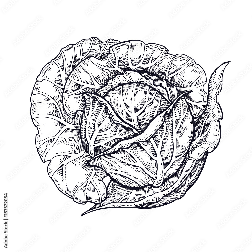 Premium Photo  General plan of white cabbage in hand on a dark background