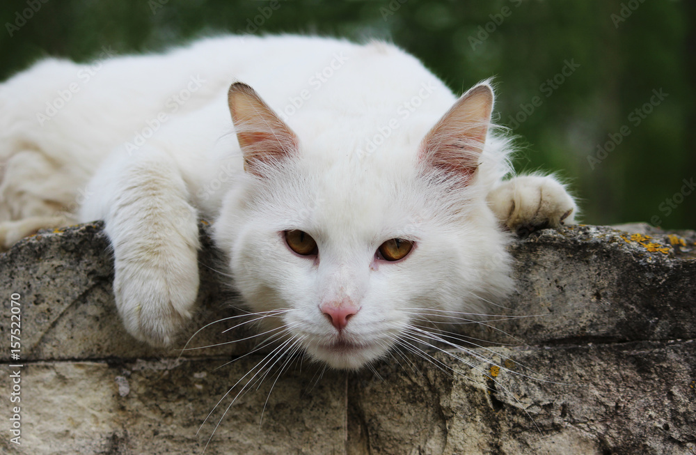white single homeless cat with orange eyes is posing outdoors on a sunny day white single homeless cat with orange eyes is posing outdoors on a sunny day