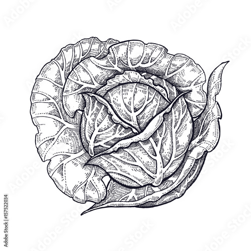 Cabbage. Hand drawing of vegetables. Vector art illustration. Isolated image of black ink on white background. Vintage engraving. Kitchen design for decoration recipes, menus, sign shops and markets