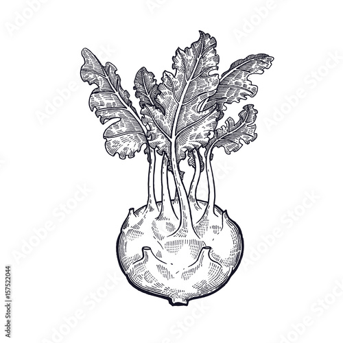 Cabbage kohlrabi. Hand drawing of vegetables. Vector art illustration. Isolated image of black ink on white background. Vintage engraving. Kitchen design for decoration recipes, menus, shops, markets