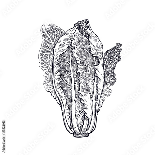 Lettuce romaine. Plant isolated. White and black. Vector illustration. Hand drawing style vintage engraving. Greenery for create the menu, recipes, decorating kitchen items. Vintage.