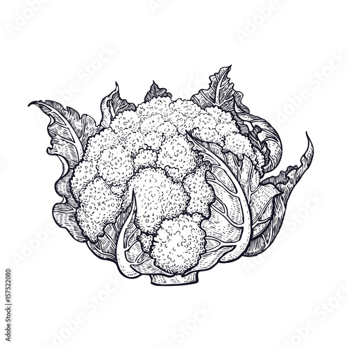 Cauliflower. Hand drawing of vegetables. Vector art illustration. Isolated image of black ink on white background. Vintage engraving. Kitchen design for decoration recipes, menus, sign shops, markets