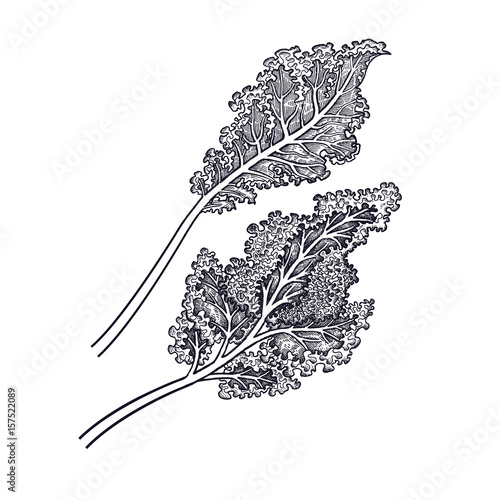 Cabbage leaf. Hand drawing of vegetables. Vector art illustration. Isolated image of black ink on white background. Vintage engraving. Kitchen design for decoration recipes, menus, sign shops, markets