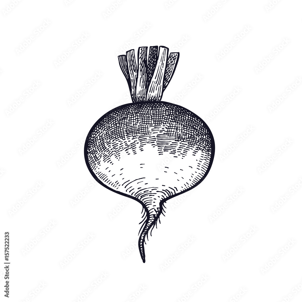 Vecteur Stock Turnip. Hand drawing of vegetable. Vector art