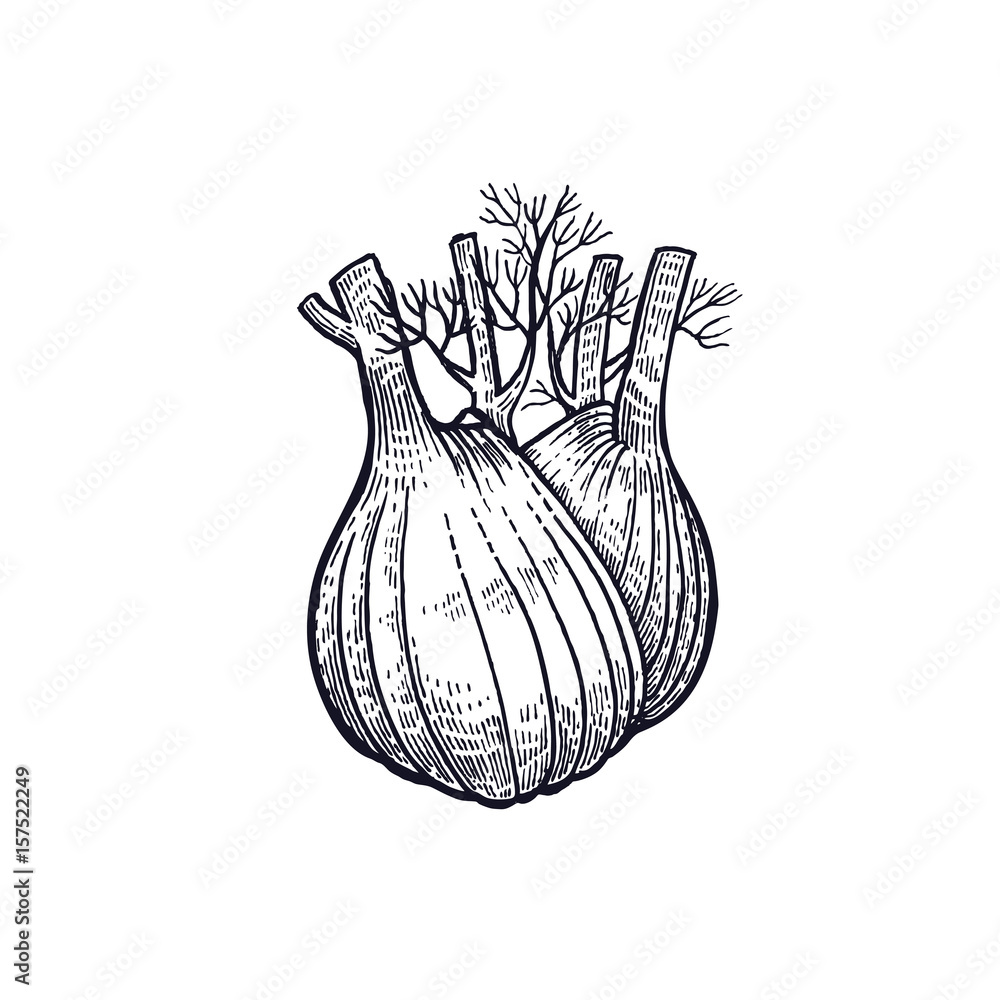 Fennel. Hand drawing of vegetable. Vector art illustration. Isolated image of black ink on white