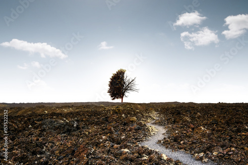Foto arbre mort sécheresse climat arride difficile sec vie nature horizon tronc lave