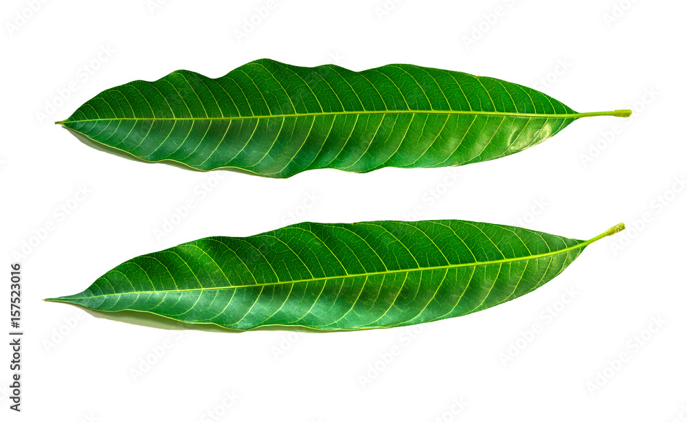 Obraz premium mango leaves on white background, with clipping path. 