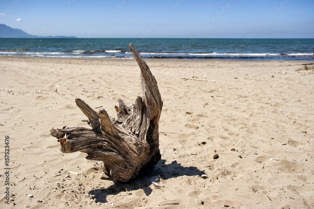Old stump  on the beache