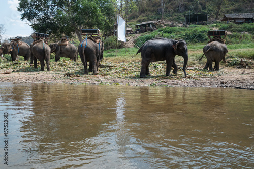Elephants at river shore line