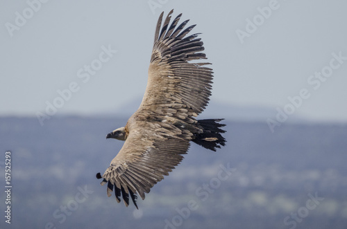 Griffon Vulture, Castillo de Monfrague, Monfrague National Park, Caceres, Extremadura, Spain photo