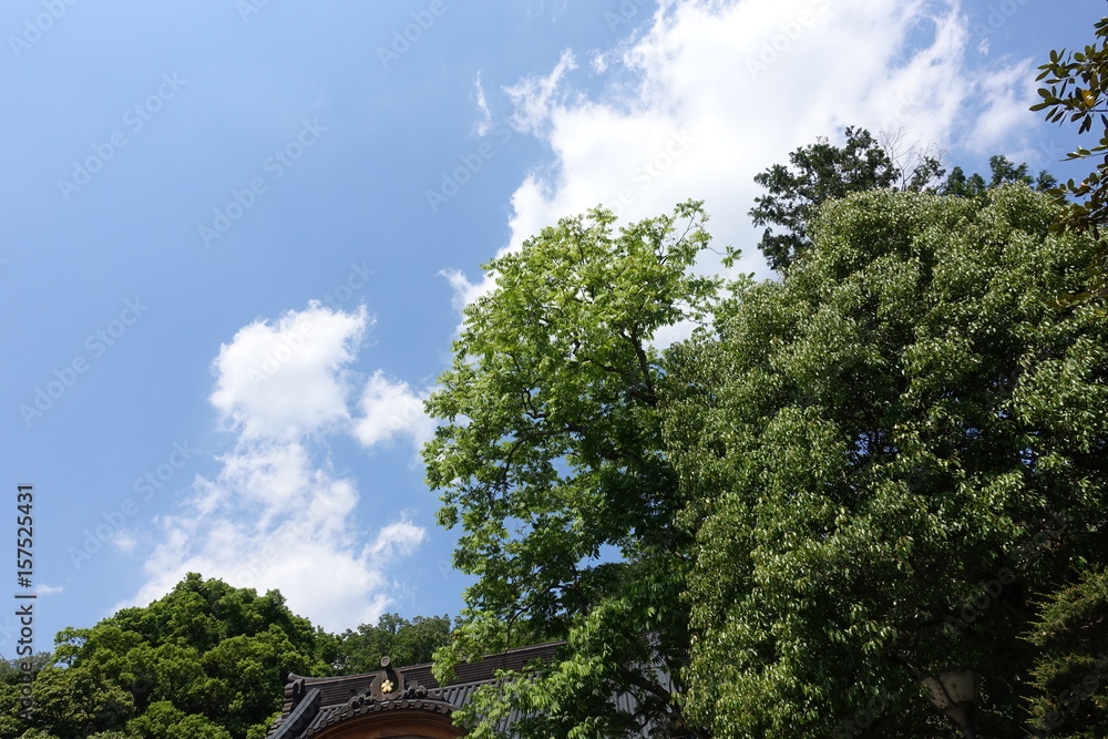 Obraz premium 新緑と青空