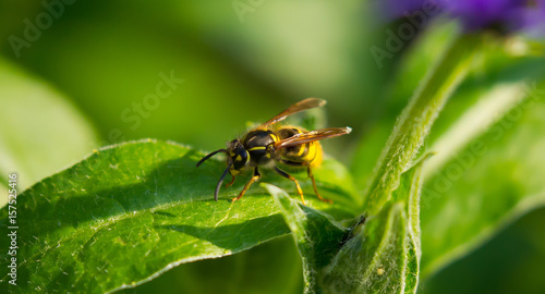 Garden Wasp © Rob