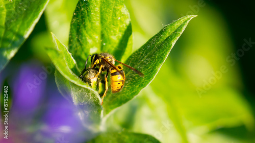Garden Wasp