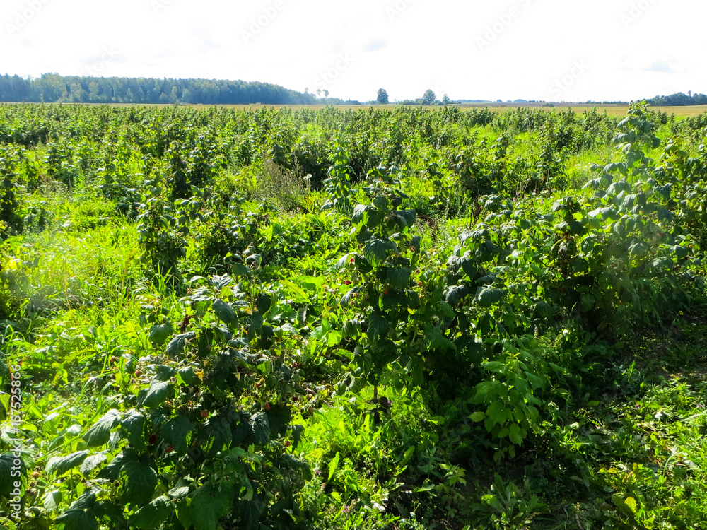 Ripe berries of wild strawberry in a forest glade.
