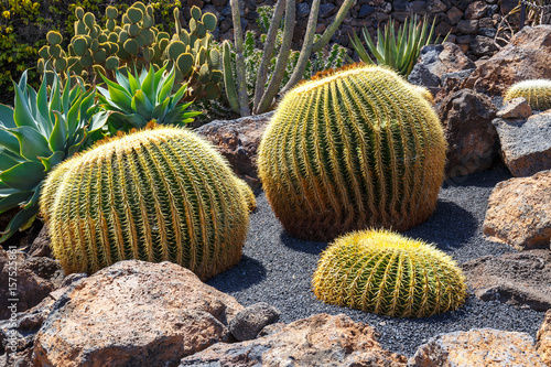 close up of Echinocactus grusonii cactus  Lanzarote