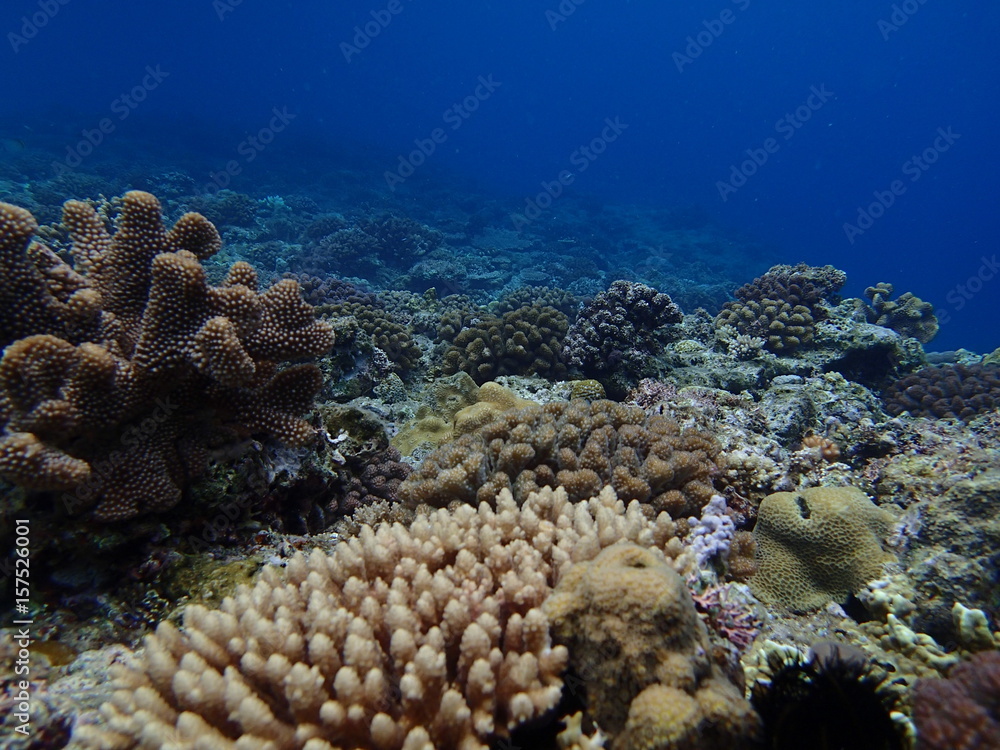 Fototapeta premium OLYMPUS DIGITAL CAMERA