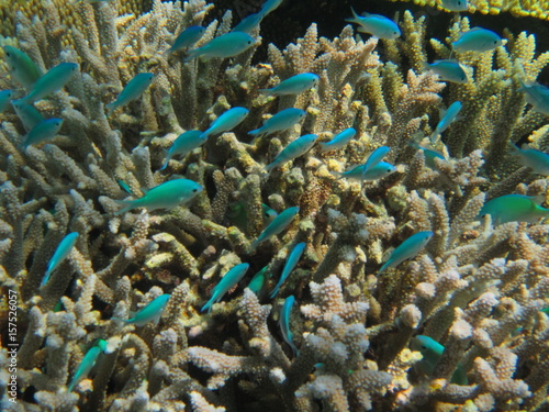 離島宮古島の珊瑚