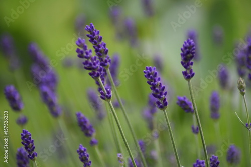 Lavender flowers in nature 
