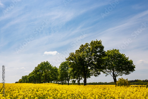 Yellow oilseed rape field under the blue bright sky