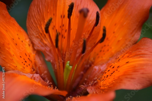 Tiger lily flower macro 