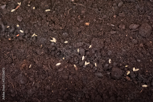 Hands of women planting seedlings in a greenhouse. Shallow seed in the soil. Spring planting, germination, watering and vegetable growth in the garden and greenhouse