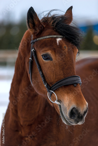 Muzzle of a beautiful brown horse close-up © kosmos111