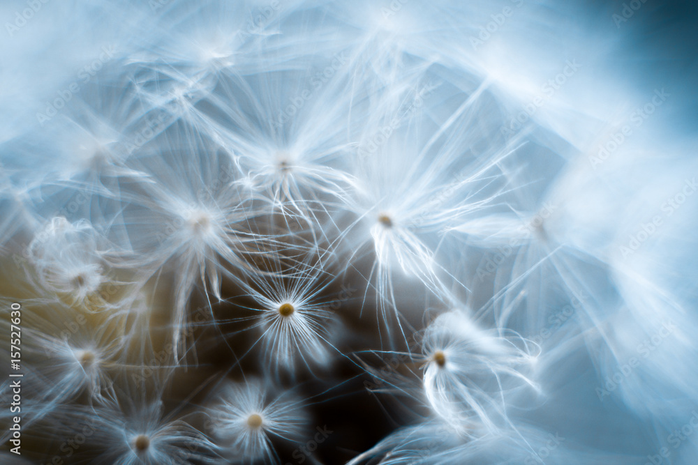 Fototapeta premium Dandelion macro on a gray background.