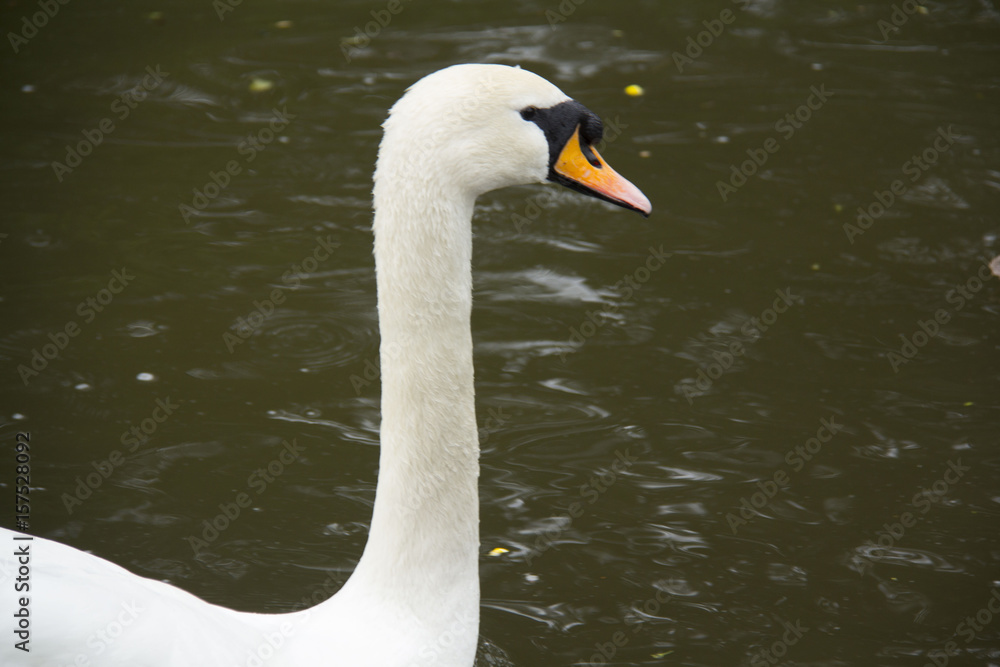 Swan Swan