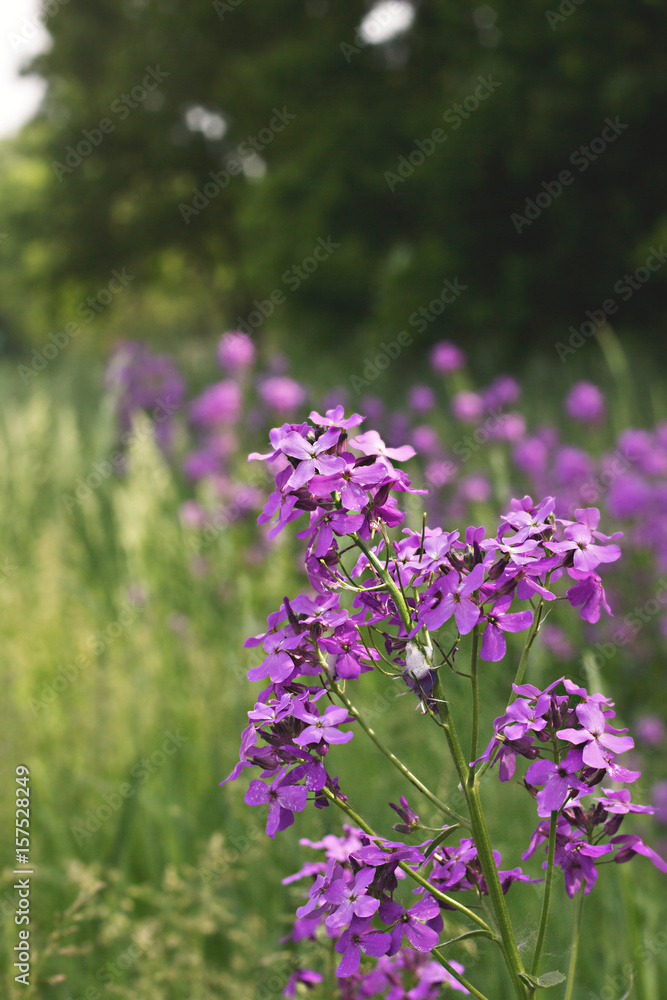 purple flowers