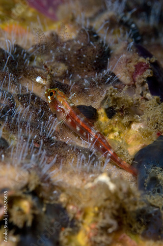 Goby Fish