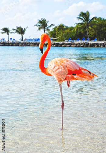 Pink Flamingo on the beach; Aruba island, Caribbean sea