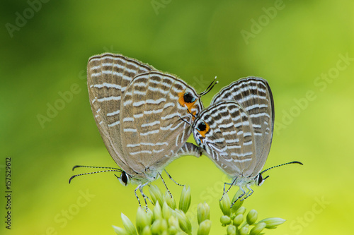 Dark Cerulean Butterfly Pair  butterfly mating  butterflies  Love Moment  Green Background  butterfly love  sex  