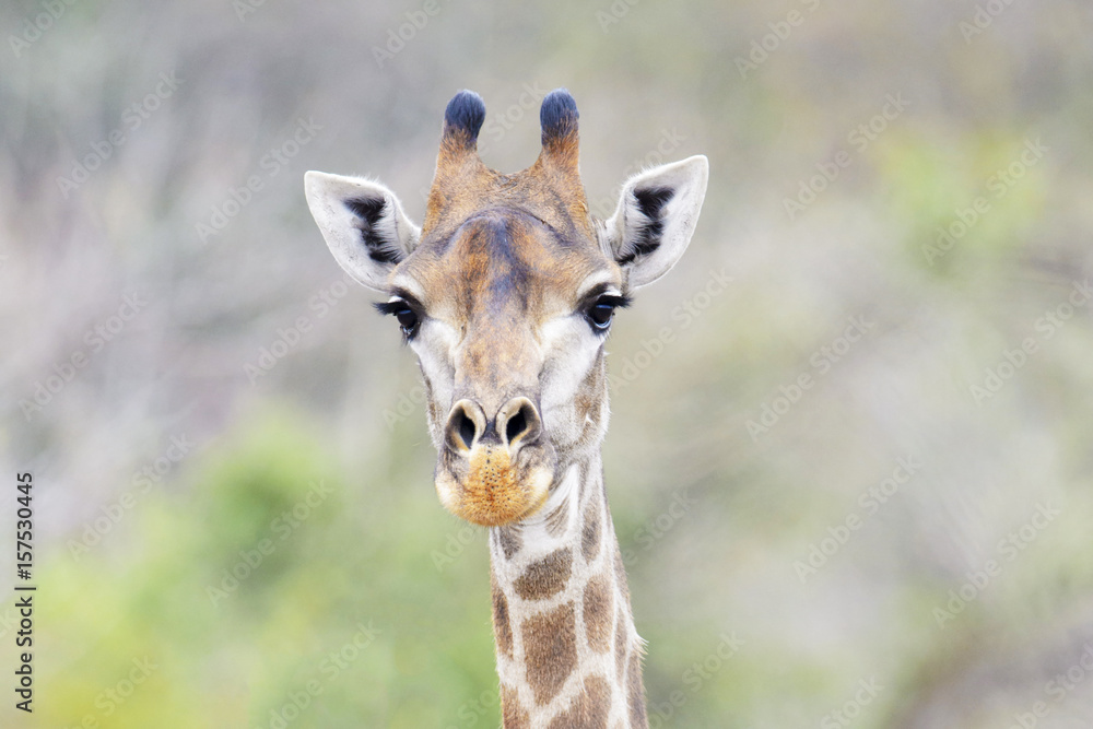 Giraffe (Giraffe camelopardalis) portrait, Kruger National Park, South Africa Giraffe (Giraffe camelopardalis) portrait, Kruger National Park, South Africa