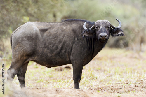 African buffalo (Syncerus catter catter), Kruger National Park. South Afric