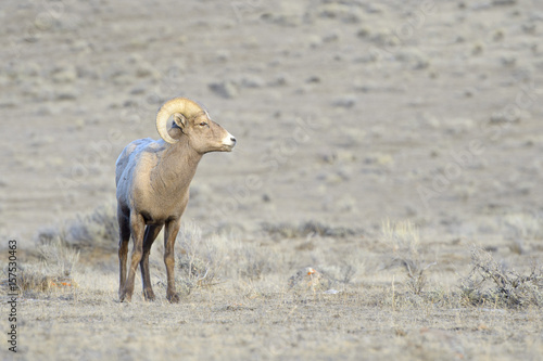 Bighorn Sheep (Ovis canadensis) male, ram, during winter, National Elk refuge, Jackson, Wyoming, USA.