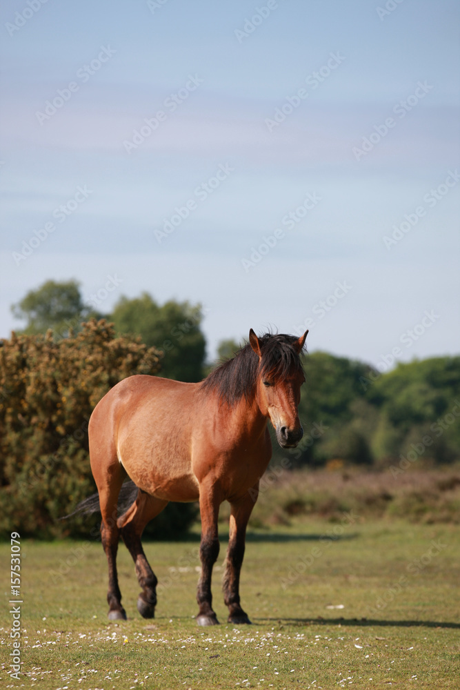 in der Landschaft stehendes Pferd in der Landschaft stehendes Pferd