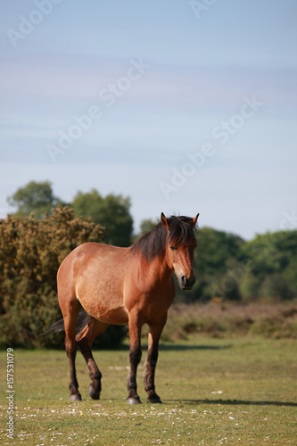 in der Landschaft stehendes Pferd © Jana Behr